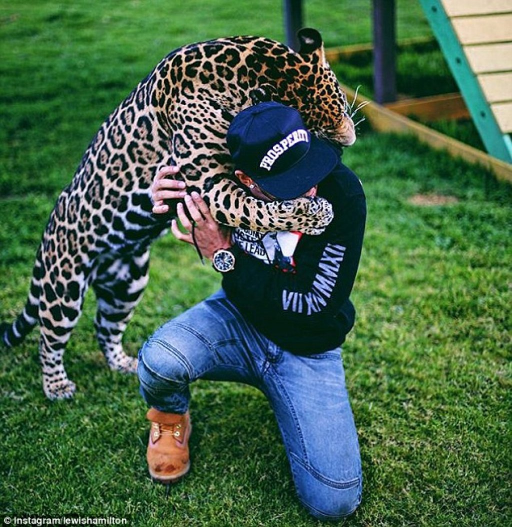 hamilton-jaguar